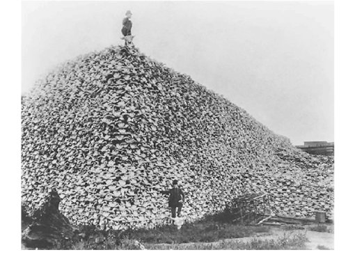 Large-pile-of-bison-skulls